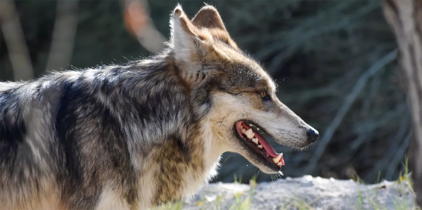 Lobos mexicanos en peligro de extinción son liberados en áreas silvestres de Chihuahua