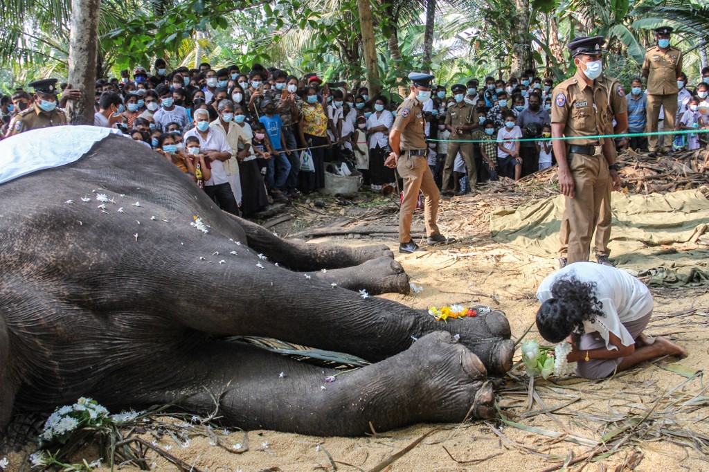 Raja, el elefante sagrado de Sri Lanka, muere a los 68 años