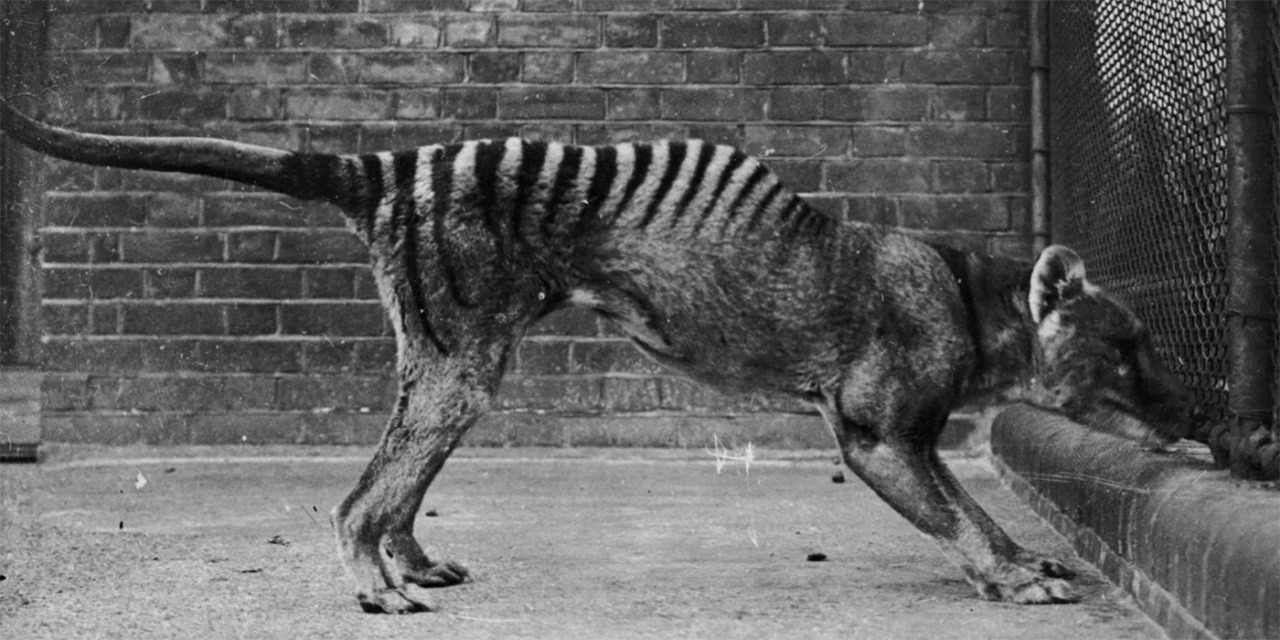 Especialistas en desextinción emprenden resucitación del tigre de Tasmania