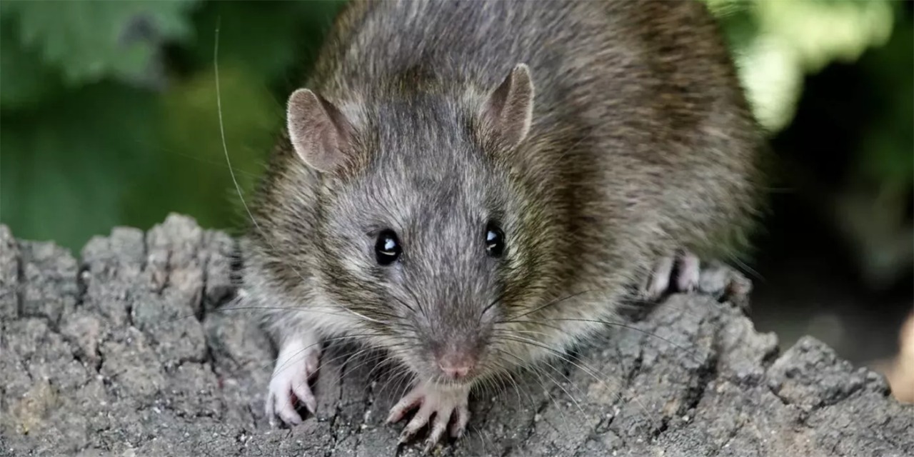 rata gigante