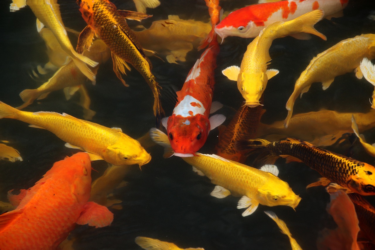 peces matemáticas