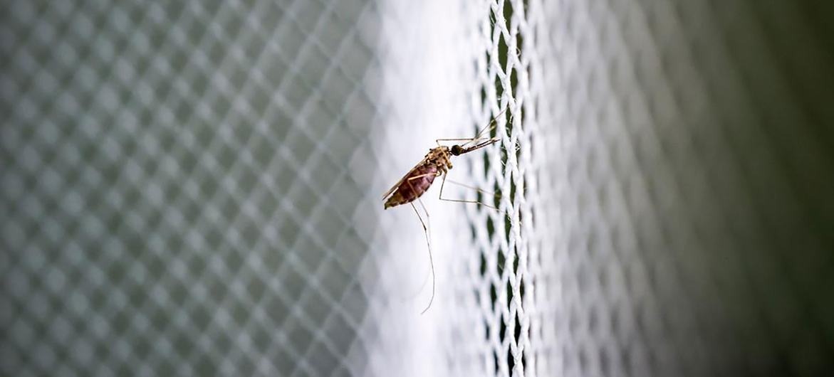 Arbovirus