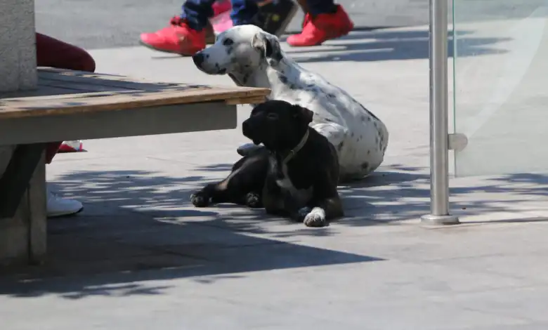 vigor normativa amparo animal Pachuca