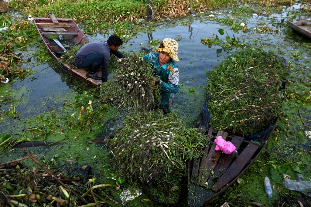 Mimosa de agua