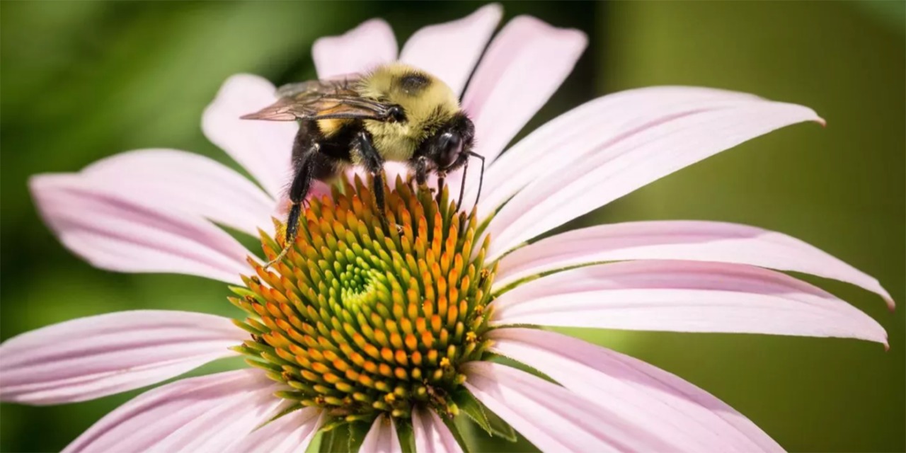 Cómo las abejas melíferas podrían encontrar cuerpos de personas desaparecidas