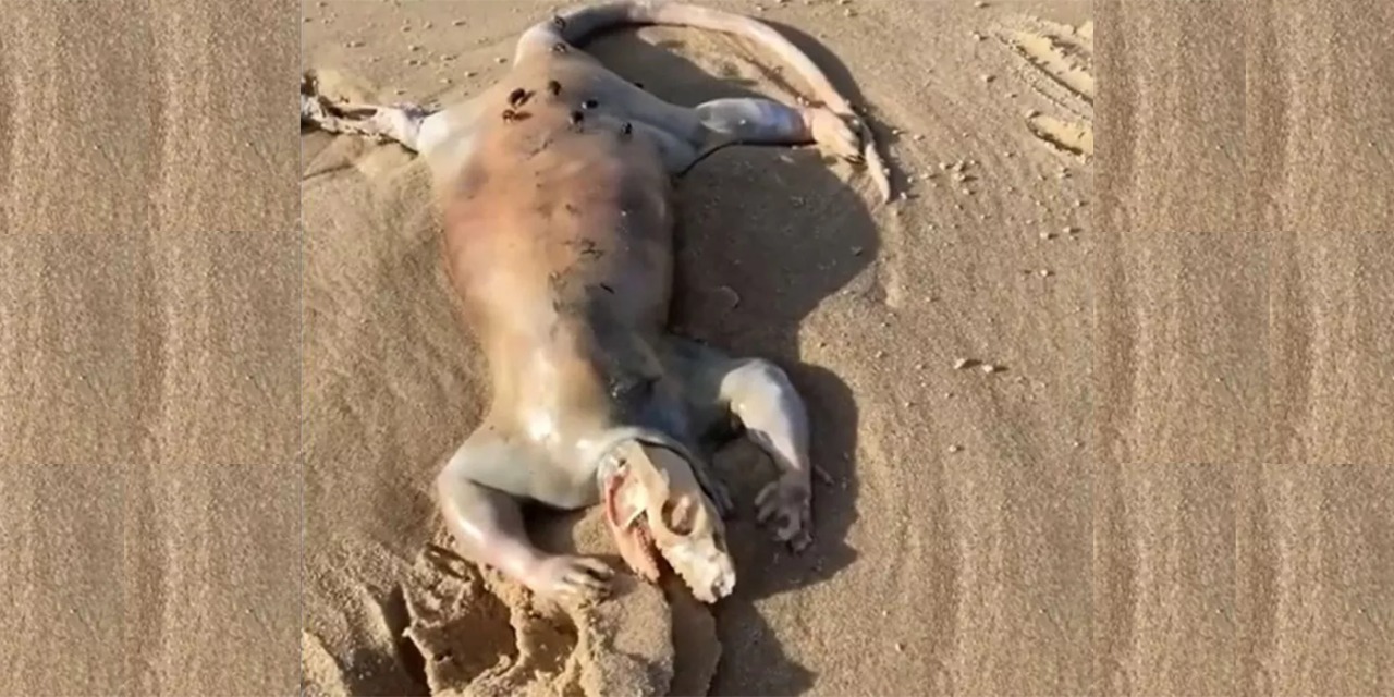 Criatura &#8216;alienígena&#8217; aparece en la playa; su identidad causa polémica