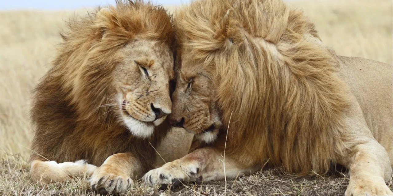 Oxitocina: científicos dan a leones la &#8216;hormona del amor&#8217; para estudiar los efectos