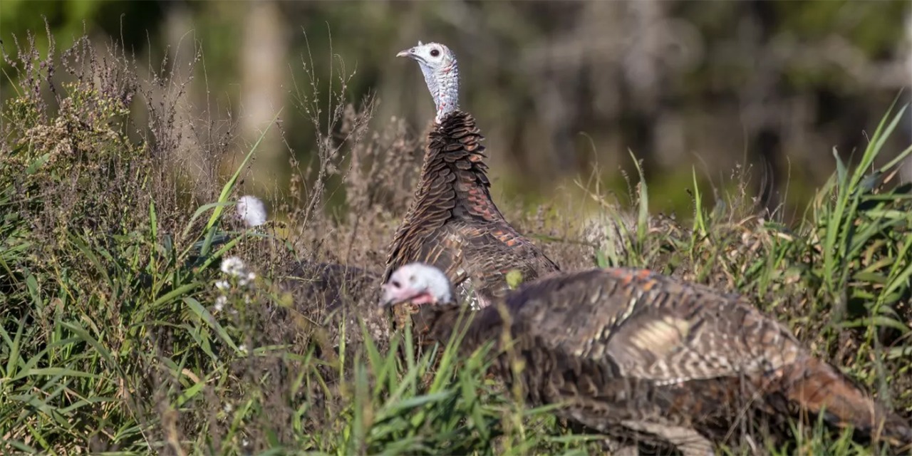 pavo vida
