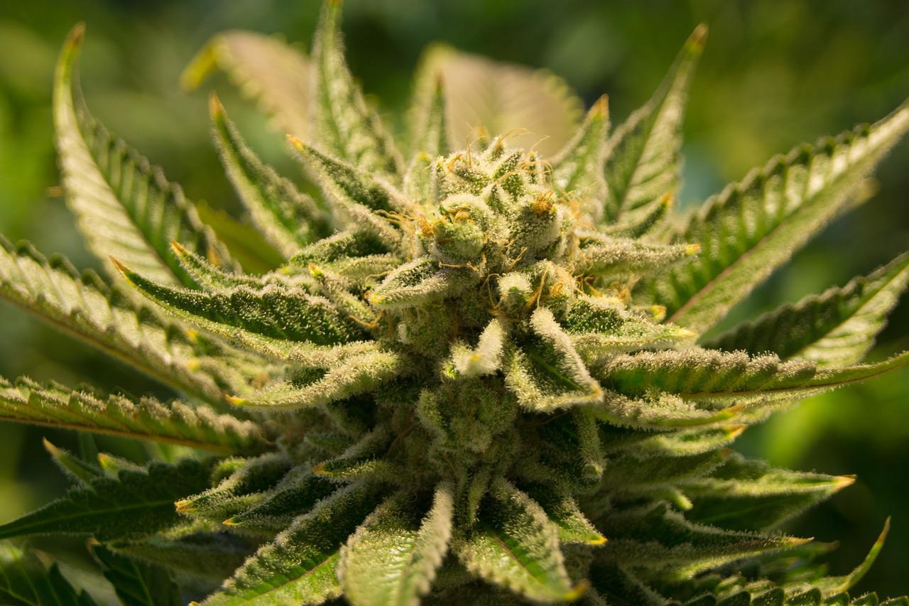 Por qué existe un día para celebrar la marihuana