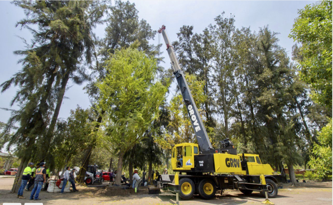 Ya llegó a la CDMX el ahuehuete que será plantado en Paseo de la Reforma
