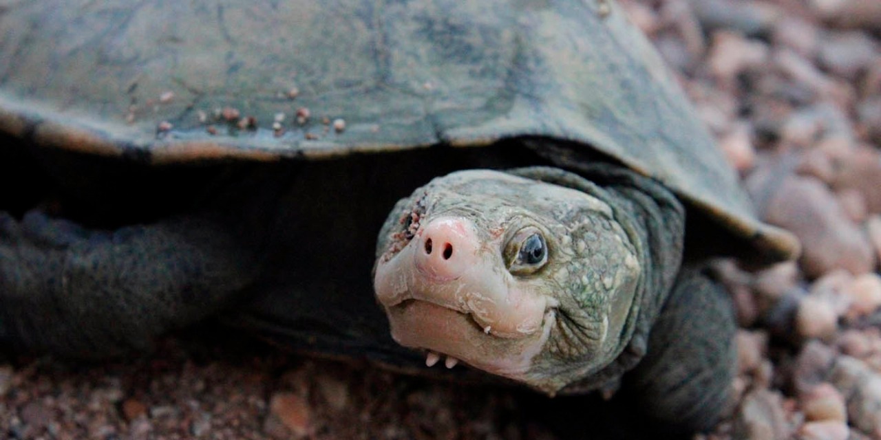 tortuga