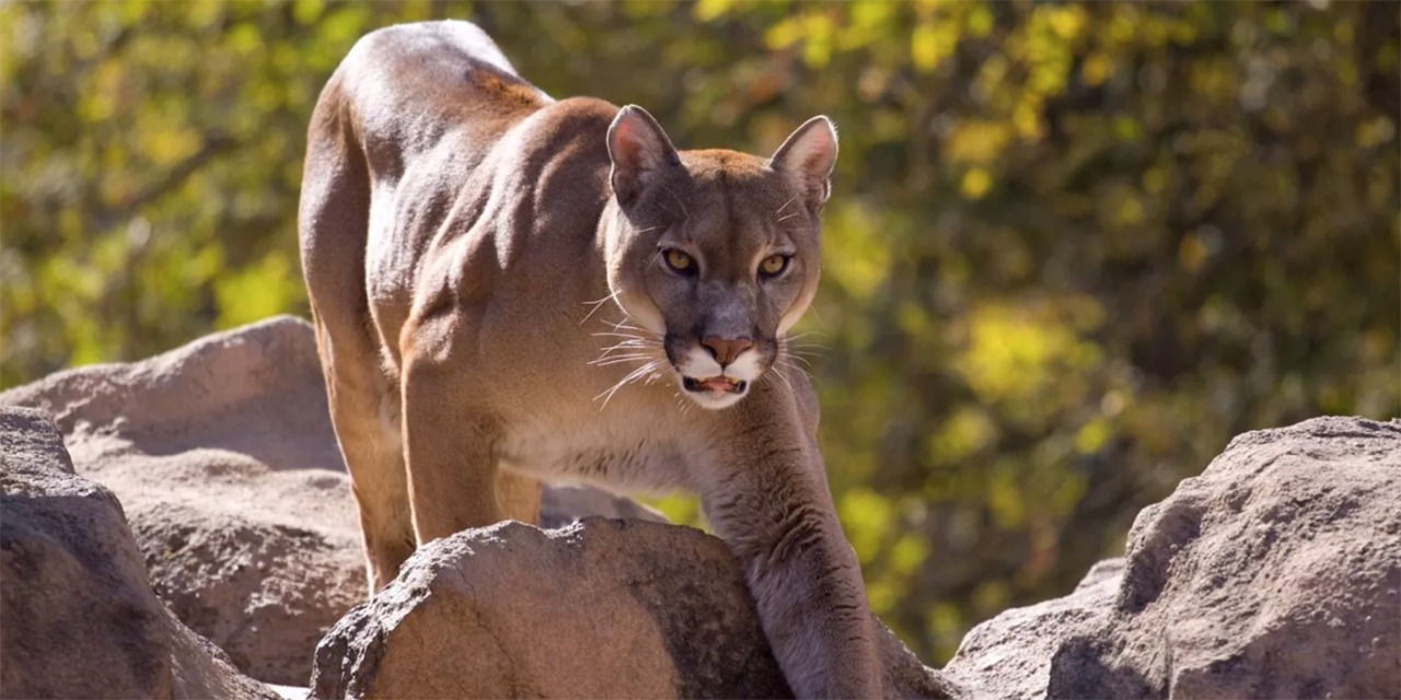 Mujer pelea contra un puma para rescatar a su perra
