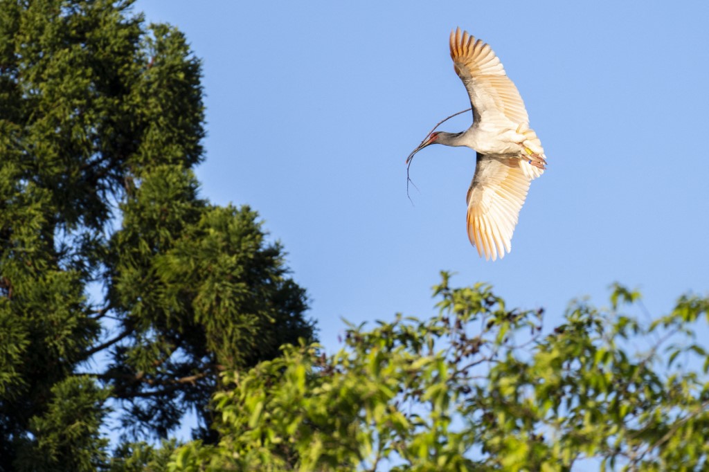 Toki, el pájaro que renació tras desaparecer completamente de Japón