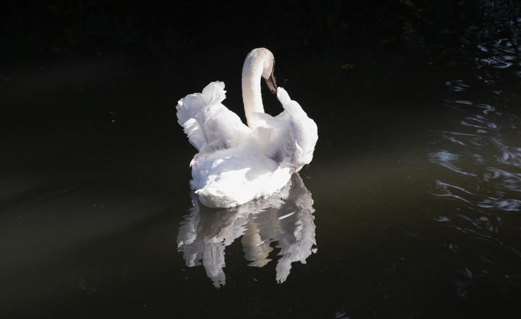 Cisne en Bietigheim
