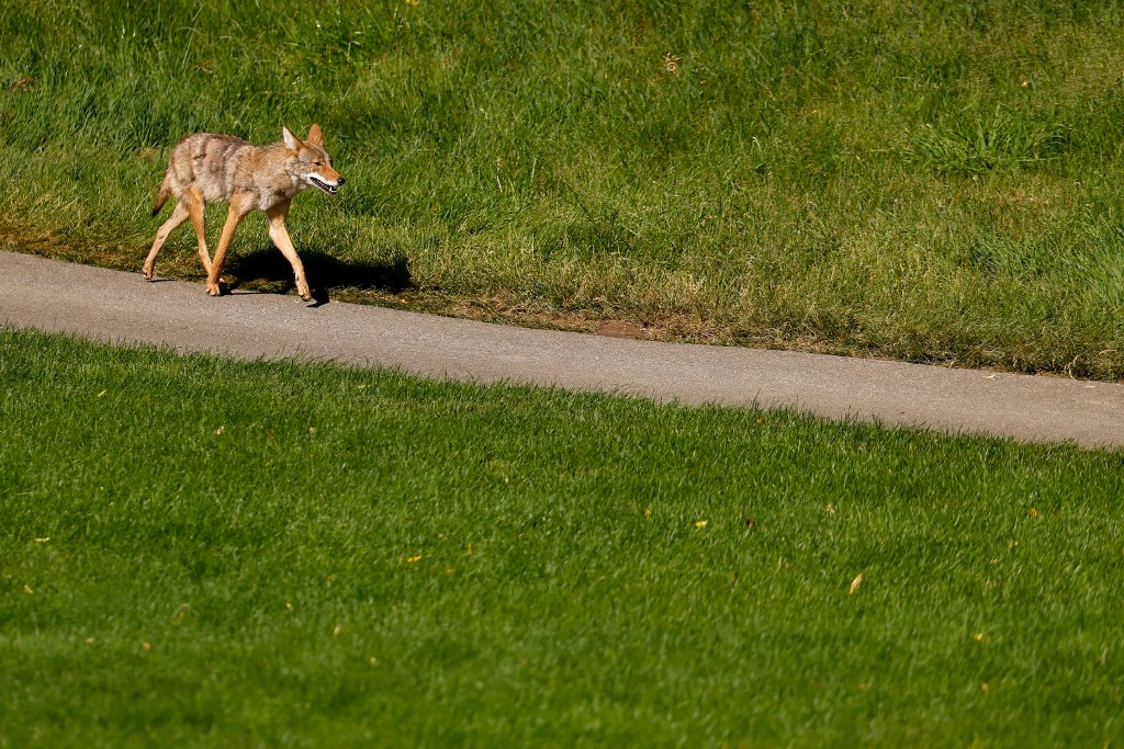 Un coyote en el hoyo 13
