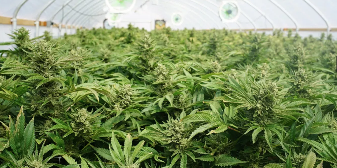 cannabis