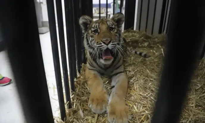 Cachorro de tigre rescatado en Tizayuca está en la Unidad de Rescate