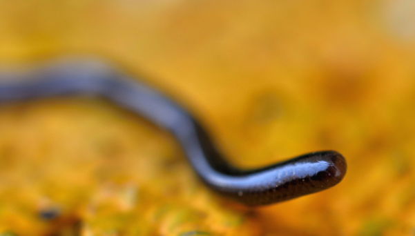 Aparece por primera vez la serpiente ciega en Pachuca