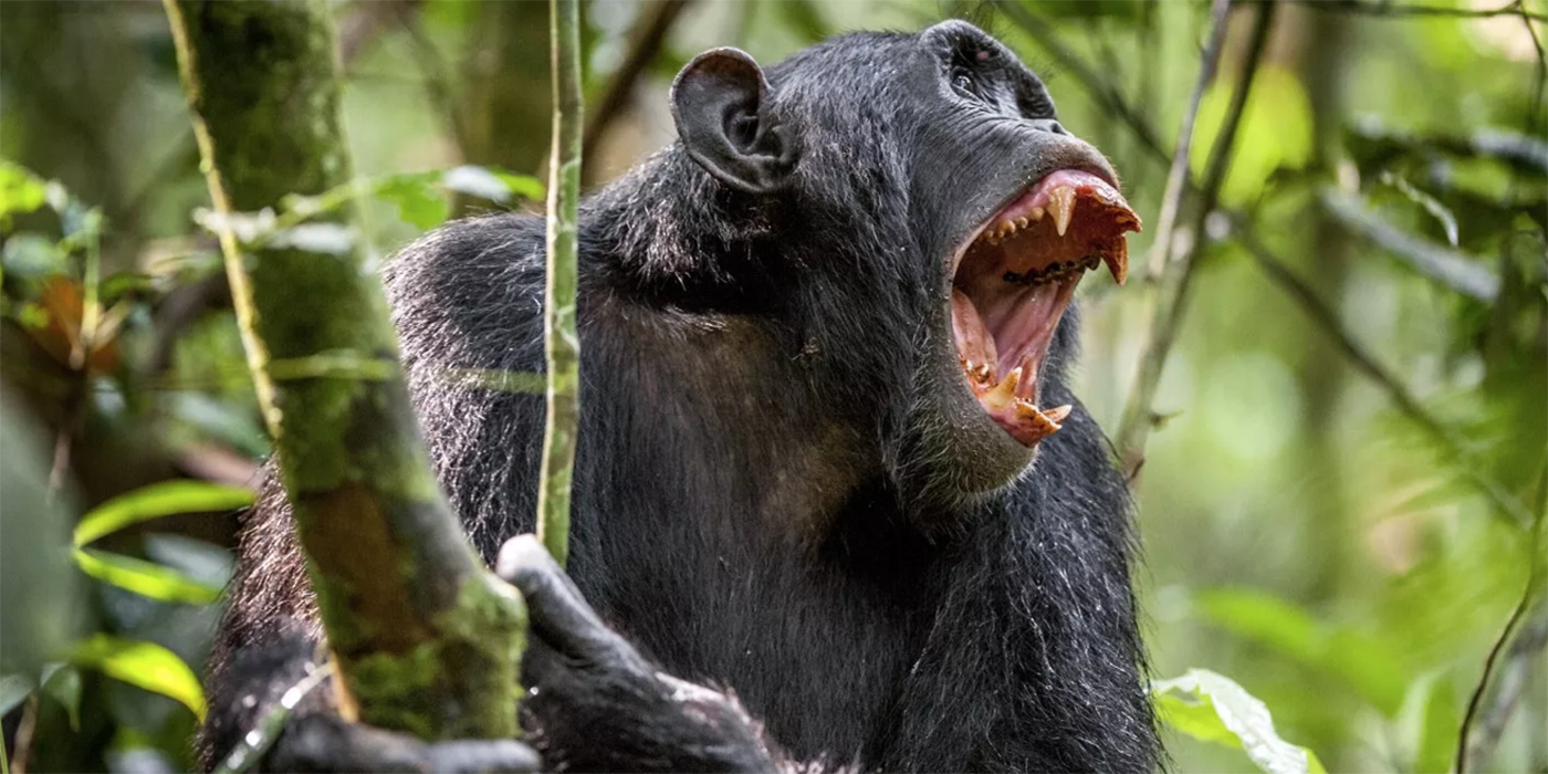 monos