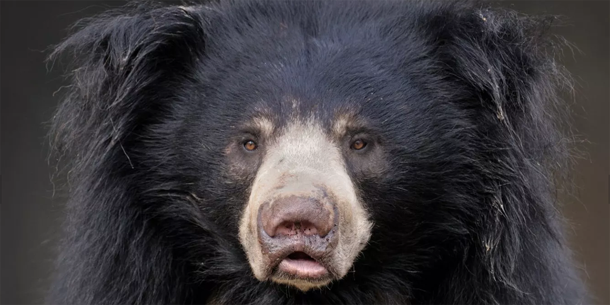 Oso perezoso mata a pareja de humanos y se deleita con sus restos largo rato