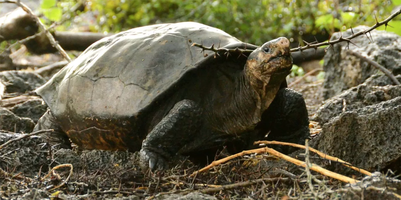 Especie de tortuga que se creía extinta es encontrada viva y sana