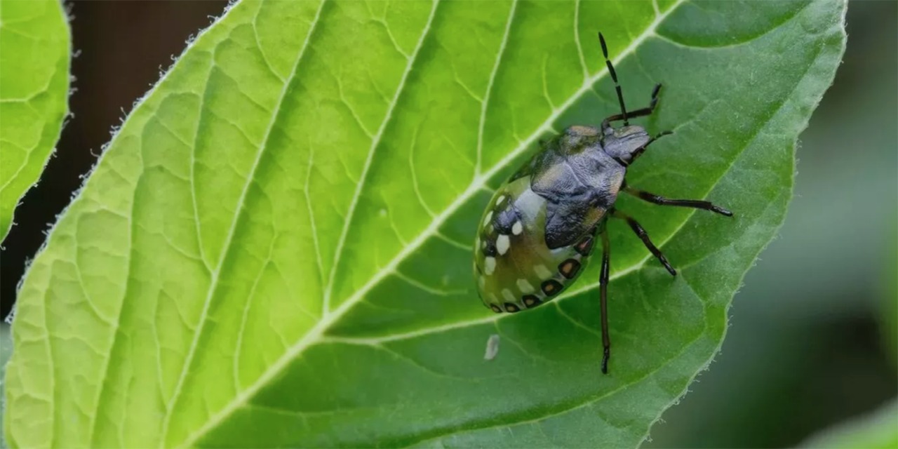 insectos