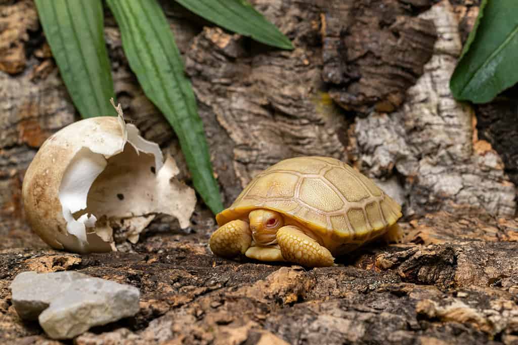 Nace en cautiverio la primera tortuga gigante de Galápagos albina
