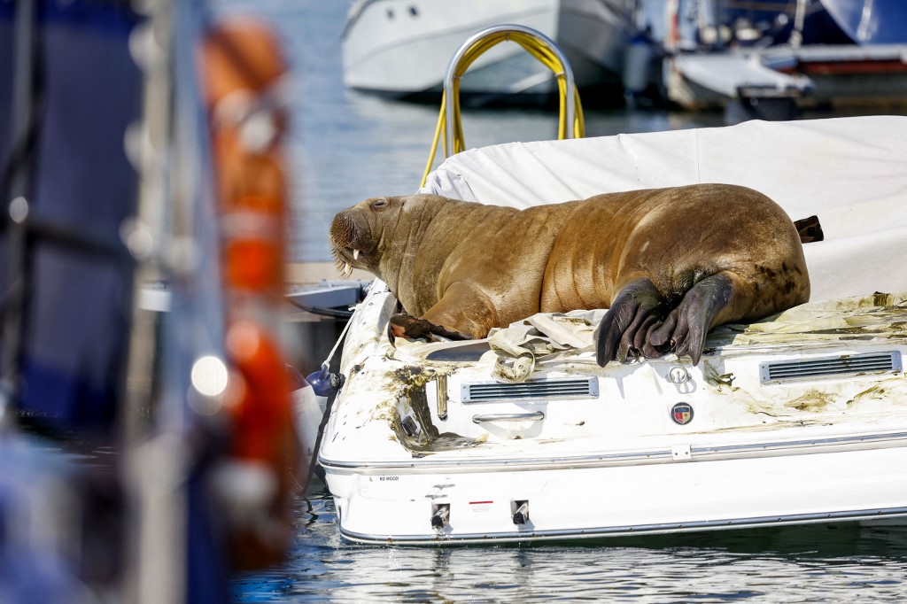 La sensación del verano se llama &#8216;Freya&#8217; y es una joven morsa