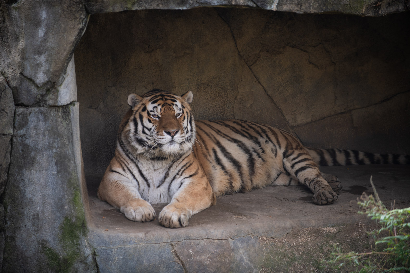 EUA: fallece el tigre &#8216;Júpiter&#8217; tras contraer covid-19 en zoológico de Ohio