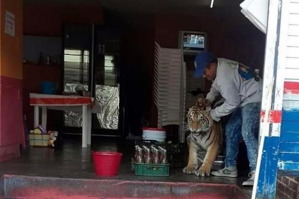 Tigre de bengala pasea por la cabecera municipal de Mixquiahuala