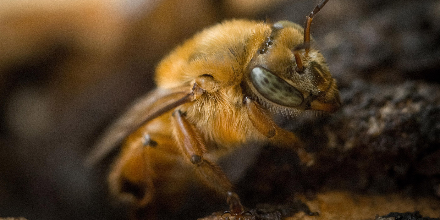 abejas