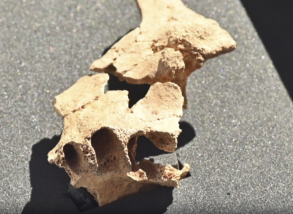 Paleontólogos descubren fósil humano posiblemente más antiguo de Europa