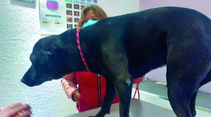 Perro macheteado en Actopan, fuera de peligro
