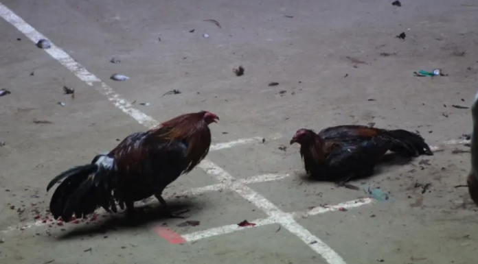 Buscan prohibir peleas de gallos y corridas de toros en Hidalgo