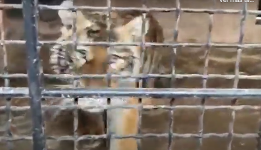 Rehabilitan a felinos en Unidad en Pachuca, con voluntarios