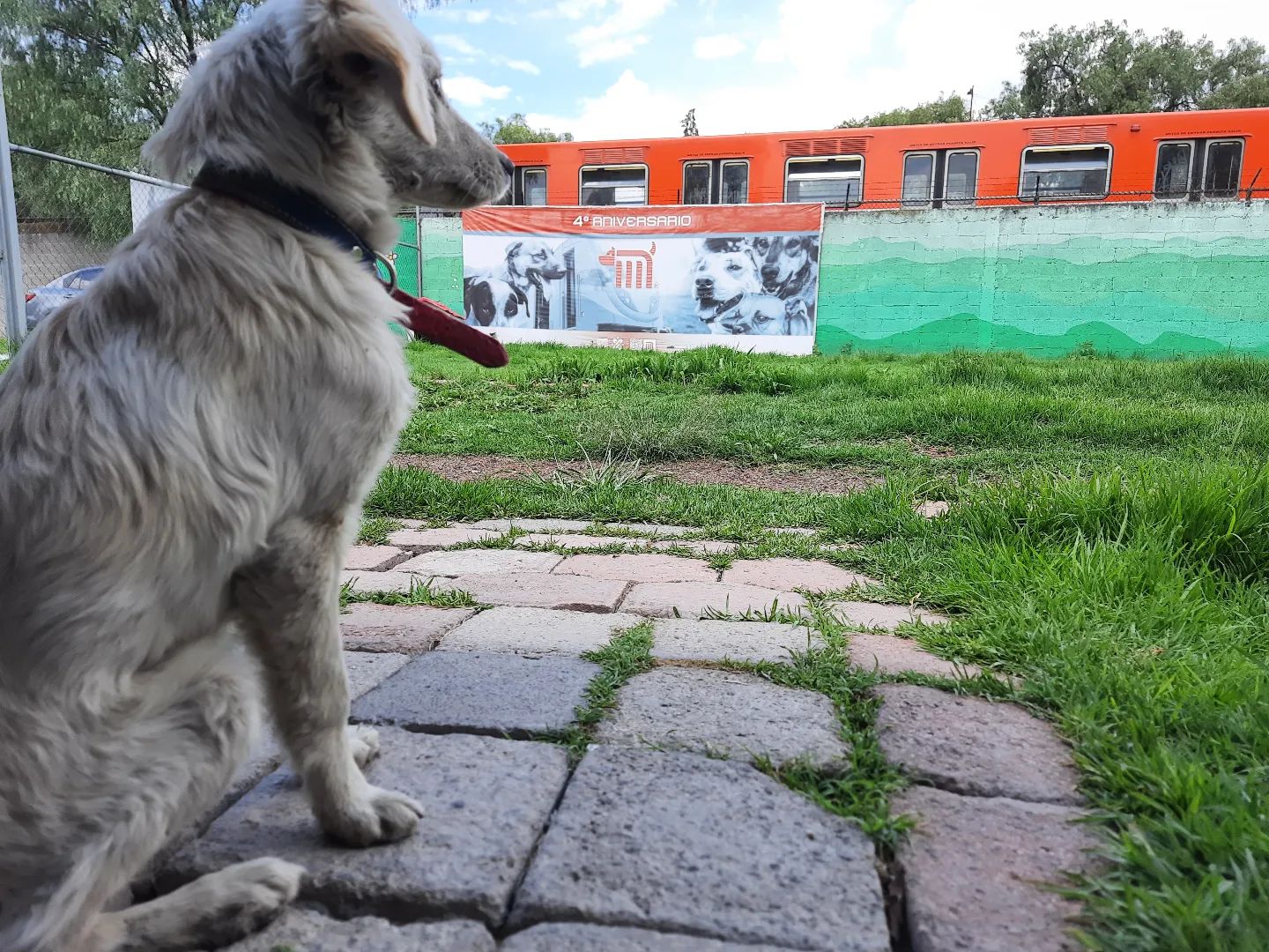 Centro de Transferencia Canina Metro