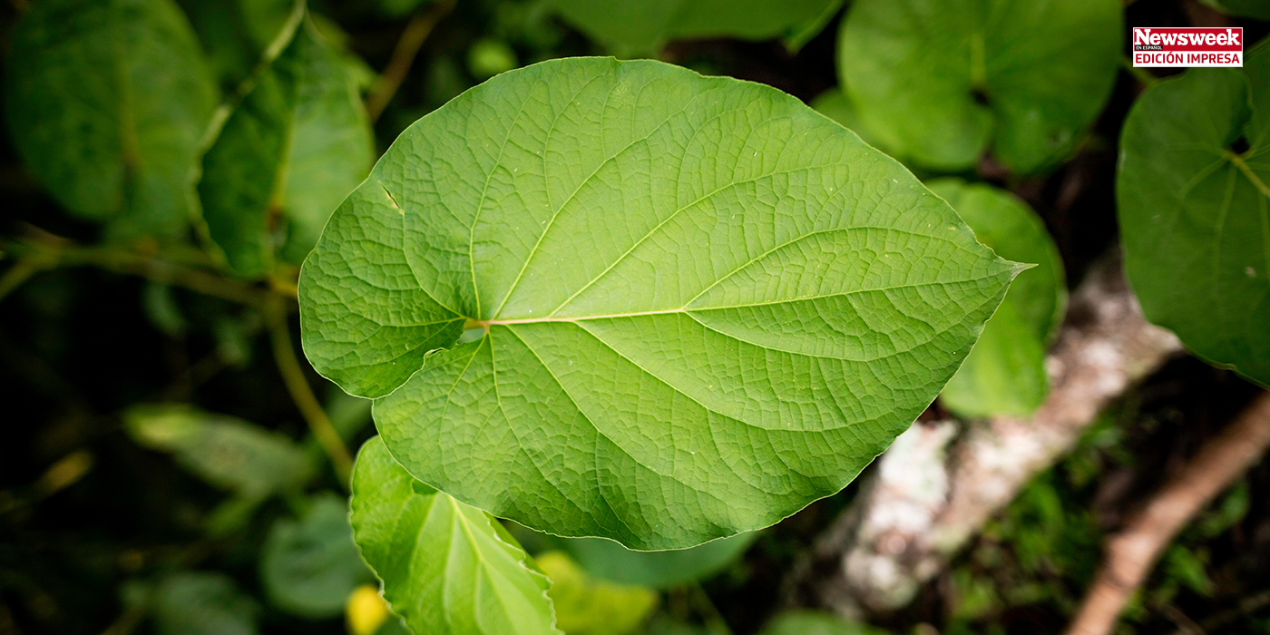 Plantas que alimentan y curan