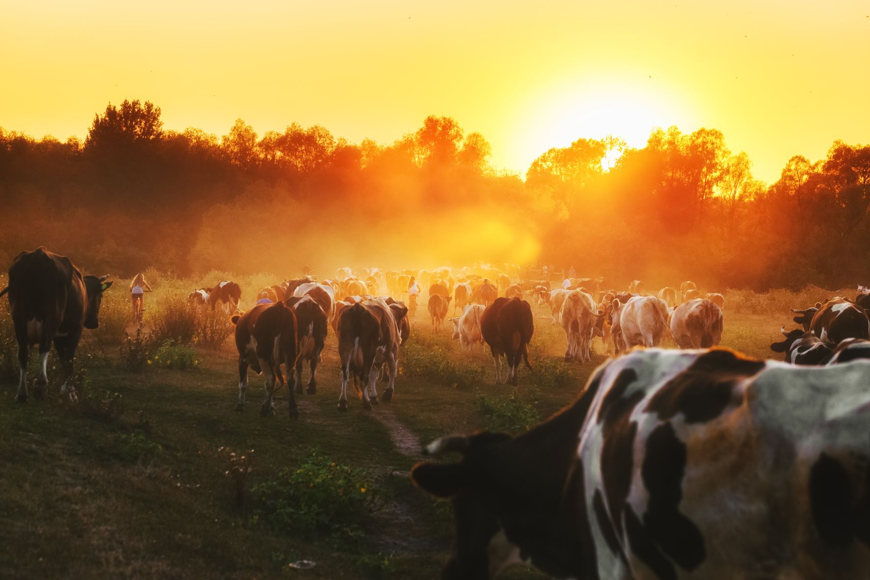 Vacas enfrentar olas de calor con ventiladores