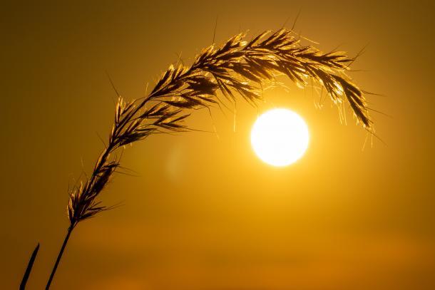olas de calor