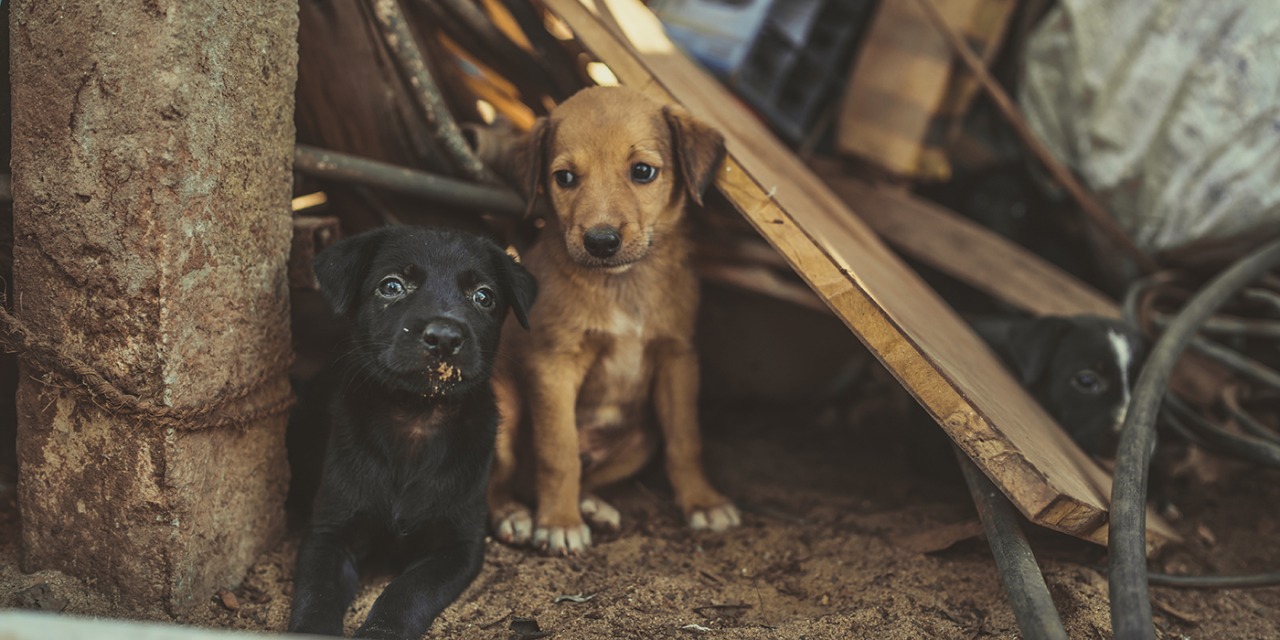 Abandono de perros, una práctica que debe desterrarse