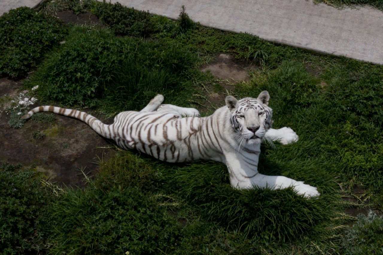maltrato animal