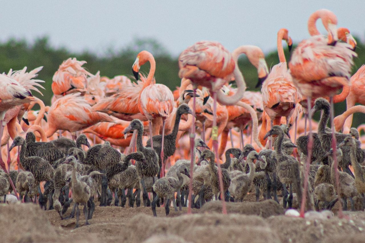 Flamencos de color rosa
