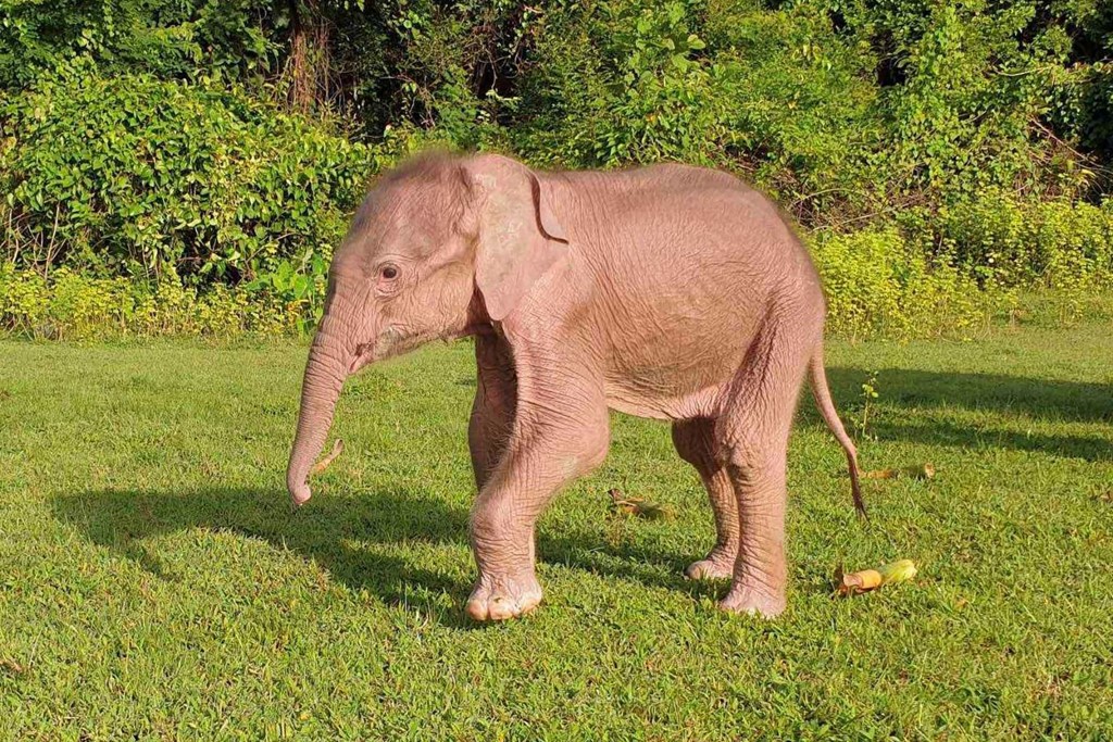 Elefante blanco