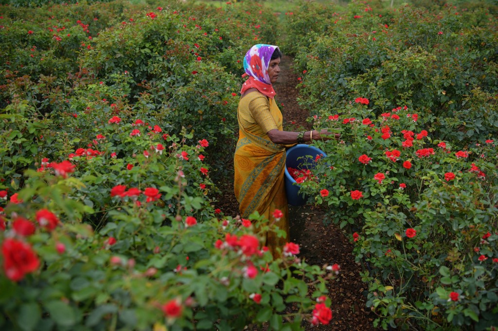 Cosecha de rosas
