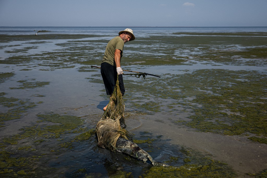 Ucrania: científico registra los efectos de la guerra en la fauna local