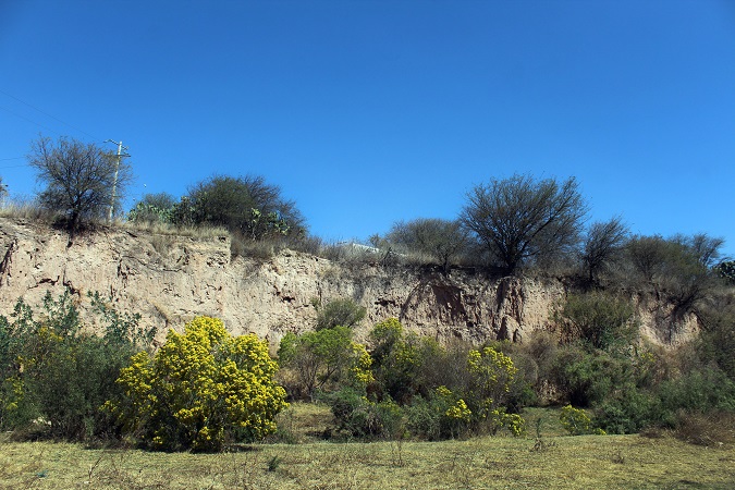 Denuncian ambientalistas nuevo riesgo de ecocidio en Bosque de Cobos