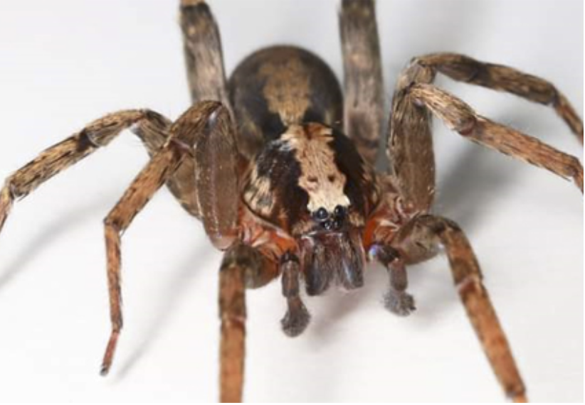Araña recién descubierta es bautizada con el nombre de David Bowie