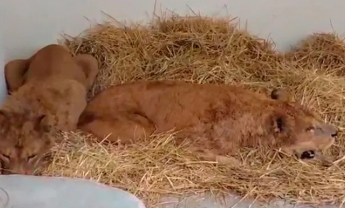 Anuncia Susana Ángeles la llegada de 2 leones al Bioparque de Tizayuca