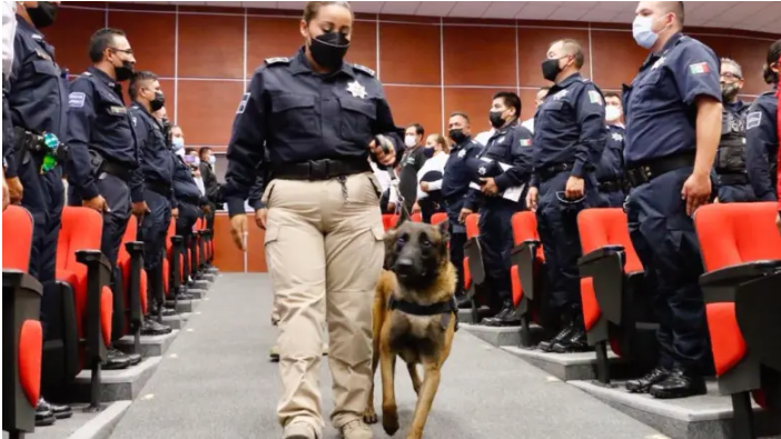 Retiran a agente canino de Pachuca por complicaciones en la salud