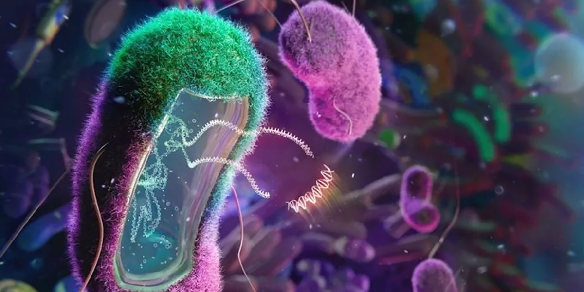 La diabetes y otras enfermedades podrían curarse con la bacteria E. coli de las heces